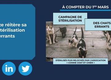 Bagnols-sur-Cèze réitère sa campagne de stérilisation des chats errants  